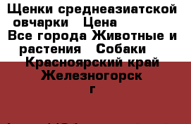 Щенки среднеазиатской овчарки › Цена ­ 20 000 - Все города Животные и растения » Собаки   . Красноярский край,Железногорск г.